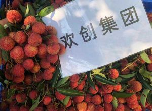 夏日好“枝”味，问鼎官方网站/app/ios/安卓/在线/注册集团发福“荔”啦